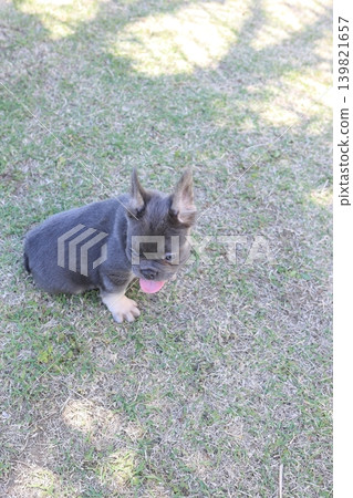 法國鬥牛犬 法國鬥牛犬 139821657