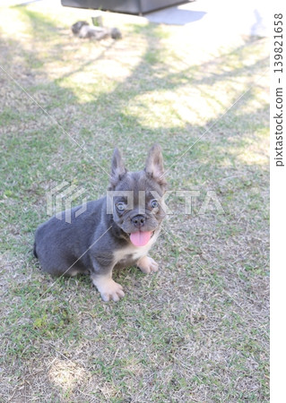 法國鬥牛犬 法國鬥牛犬 139821658