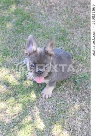 French bulldog French bulldog 139821669