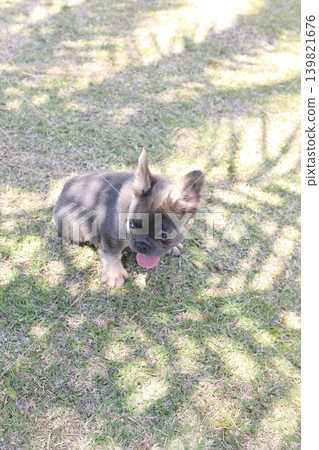 French bulldog French bulldog 139821676