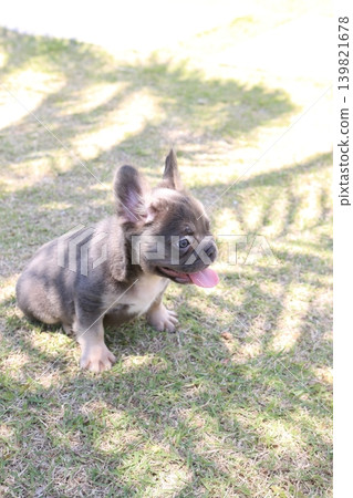 French bulldog 139821678