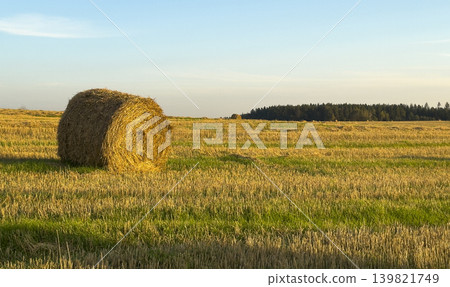 Round golden hay bale in rural field under blue sky. Agricultural farming landscape with straw grass 139821749