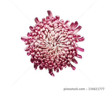 Chrysanthemum blossom, flower bloom from above, top down view, over head isolated on white. Chrysanthemum blossom, flower bloom from above, top down view, over head isolated on white. 139821777