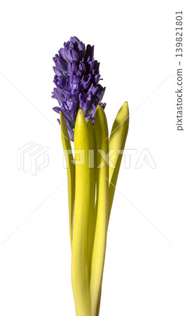 Hyacinthus orientalis, purple hyacinth isolated on white. Hyacinthus orientalis, purple hyacinth isolated on white. 139821801