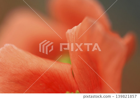 Poppy flowers blooming in the spring sunshine Poppy flowers blooming in the spring sunshine 139821857