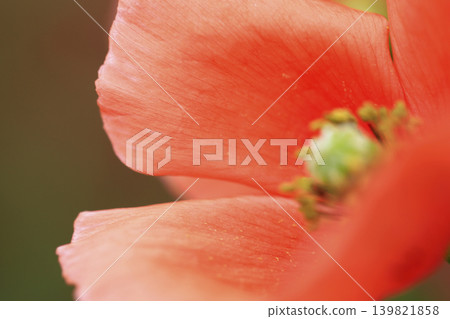 Poppy flowers blooming in the spring sunshine Poppy flowers blooming in the spring sunshine 139821858