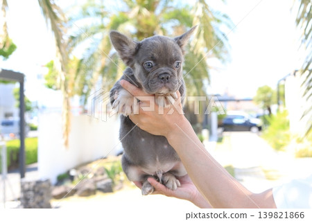 French bulldog 139821866