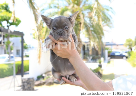 French bulldog 139821867