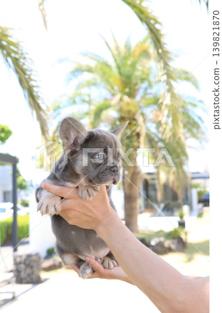 French bulldog 139821870
