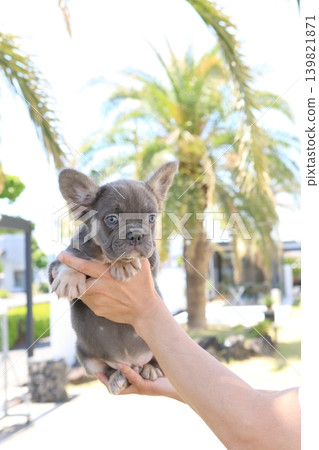 French bulldog French bulldog 139821871