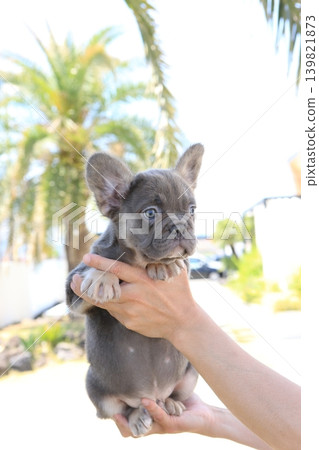 法國鬥牛犬 139821873