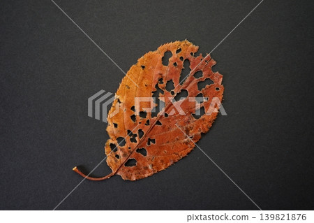 Red dead leaves 139821876