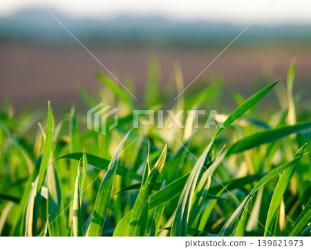 Young wheat or grass leaves illuminated by the setting sun in Biei, Hokkaido, in spring. 139821973