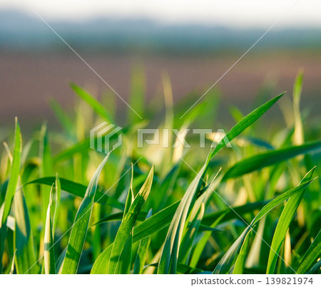 Young wheat or grass leaves illuminated by the setting sun in Biei, Hokkaido, in spring. Young wheat or grass leaves illuminated by the setting sun in Biei, Hokkaido, in spring. 139821974