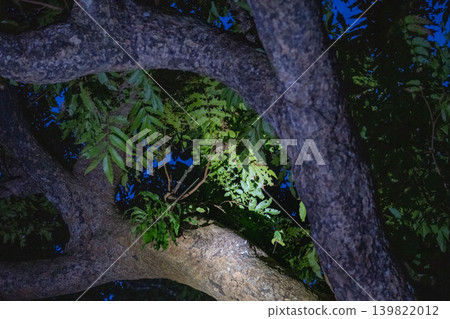 台灣偏遠島嶼生態之旅：夜間嚮導探尋原始樹冠層，在綠葉叢中拍攝小角雕頭鷹的特別照片 139822012