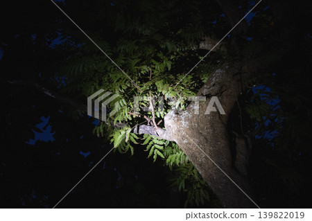 台灣偏遠島嶼生態之旅:夜間嚮導探尋原始樹冠層,在綠葉叢中拍攝小角雕頭鷹的特別照片 台灣偏遠島嶼生態之旅:夜間嚮導探尋原始樹冠層,在綠葉叢中拍攝小角雕頭鷹的特別照片 139822019