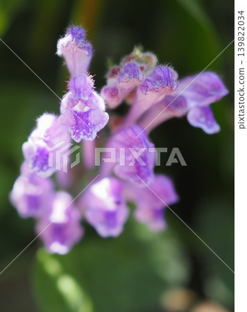 The Scutellaria plant looks like a multi-headed snake (20260512100427) The Scutellaria plant looks like a multi-headed snake (20260512100427) 139822034