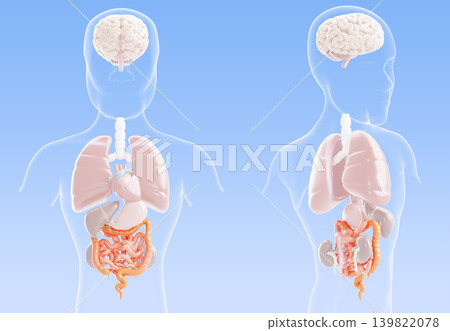 3d gastrointestinal tract disease - intestine, bowel, human body internal organs anatomy of digestive system, front and back view. Abdominal pain, gastroenterology, medical concept. 3D illustration 3d gastrointestinal tract disease - intestine, bowel, human body internal organs anatomy of digestive system, front and back view. Abdominal pain, gastroenterology, medical concept. 3D illustration 139822078