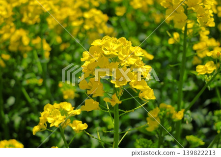 Spring plant image: Rapeseed flower | A vibrant yellow flower that heralds the arrival of spring. Yokohama Town, Aomori Prefecture. 139822213