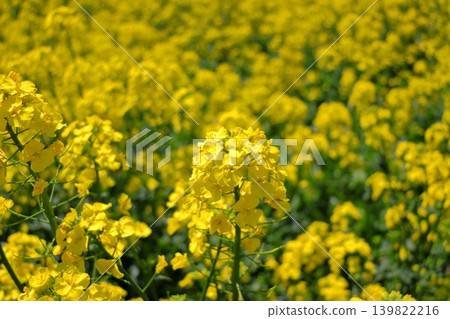 Spring plant image: Rapeseed flower | A vibrant yellow flower that heralds the arrival of spring. Yokohama Town, Aomori Prefecture. Spring plant image: Rapeseed flower | A vibrant yellow flower that heralds the arrival of spring. Yokohama Town, Aomori Prefecture. 139822216