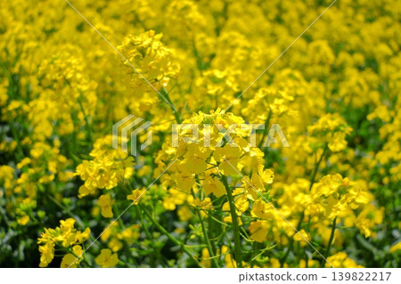 Spring plant image: Rapeseed flower | A vibrant yellow flower that heralds the arrival of spring. Yokohama Town, Aomori Prefecture. Spring plant image: Rapeseed flower | A vibrant yellow flower that heralds the arrival of spring. Yokohama Town, Aomori Prefecture. 139822217