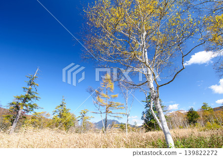 A view of snow-capped Mt. Hiuchigatake and the yellowing leaves of Japanese white birch trees from Oze Marsh in Katashina Village, Gunma Prefecture. 139822272