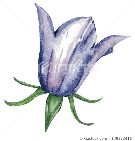 Lavender Bellflower Watercolor Illustration 139822416