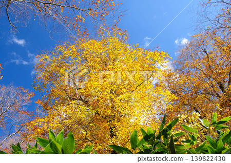 Autumn foliage near Hatōmachi Pass in Katashina Village, Gunma Prefecture Autumn foliage near Hatōmachi Pass in Katashina Village, Gunma Prefecture 139822430