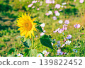 Sunflowers and cosmos 139822452