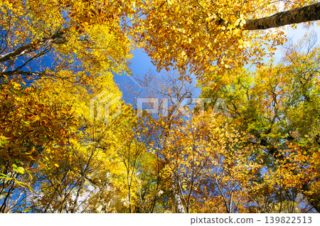 Autumn foliage near Hatōmachi Pass in Katashina Village, Gunma Prefecture Autumn foliage near Hatōmachi Pass in Katashina Village, Gunma Prefecture 139822513