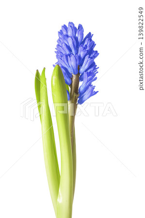 Blue hyacinth flower stem with green leaves isolated on white background. Blooming hyacinth plant with dense blue inflorescence and fresh foliage. Spring garden flower concept for botanical 139822549