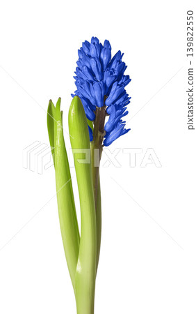 Blue hyacinth flower stem with green leaves isolated on white background. Blooming hyacinth plant with dense blue inflorescence and fresh foliage. Spring garden flower concept for botanical 139822550