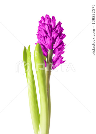 Purple hyacinth flower stem with green leaves isolated on white background. Blooming hyacinth plant with dense purple inflorescence and fresh foliage. Spring garden flower concept for Purple hyacinth flower stem with green leaves isolated on white background. Blooming hyacinth plant with dense purple inflorescence and fresh foliage. Spring garden flower concept for 139822573
