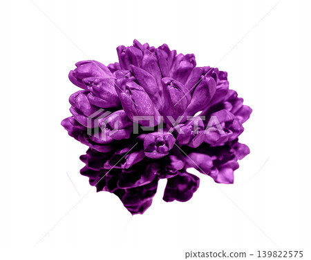 Purple hyacinth flower head viewed from above isolated on white background. Top view blooming hyacinth inflorescence with dense petals. Spring botanical flower concept for floral decoration Purple hyacinth flower head viewed from above isolated on white background. Top view blooming hyacinth inflorescence with dense petals. Spring botanical flower concept for floral decoration 139822575