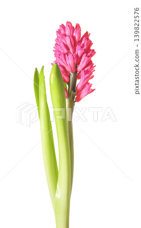Pink hyacinth flower stem with green leaves isolated on white background. Blooming hyacinth plant with dense pink inflorescence and fresh foliage. Spring garden flower concept for botanical Pink hyacinth flower stem with green leaves isolated on white background. Blooming hyacinth plant with dense pink inflorescence and fresh foliage. Spring garden flower concept for botanical 139822576