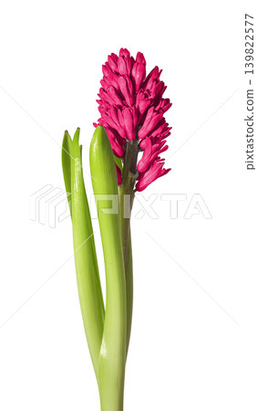 Pink hyacinth flower stem with green leaves isolated on white background. Blooming hyacinth plant with dense pink inflorescence and fresh foliage. Spring garden flower concept for botanical Pink hyacinth flower stem with green leaves isolated on white background. Blooming hyacinth plant with dense pink inflorescence and fresh foliage. Spring garden flower concept for botanical 139822577
