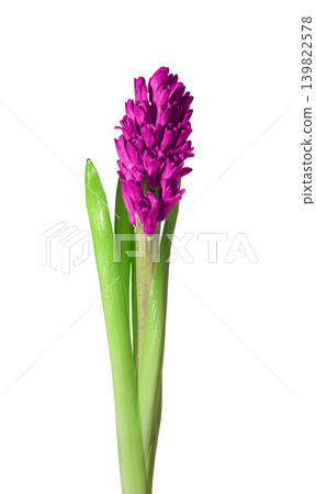 Pink hyacinth flower stem with green leaves isolated on white background. Blooming hyacinth plant with dense pink inflorescence and fresh foliage. Spring garden flower concept for botanical Pink hyacinth flower stem with green leaves isolated on white background. Blooming hyacinth plant with dense pink inflorescence and fresh foliage. Spring garden flower concept for botanical 139822578