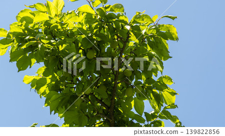 plum 139822856