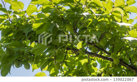 plum 139822867
