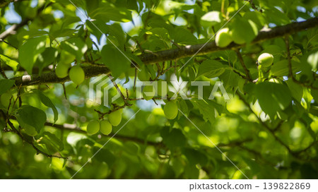 plum plum 139822869