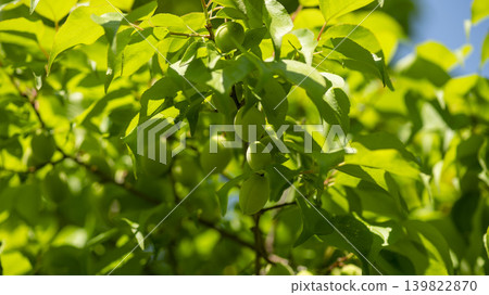 plum plum 139822870