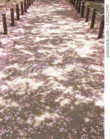Road where cherry blossom petals fall 139822940