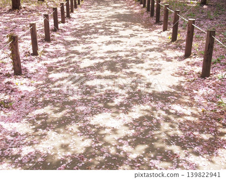 Road where cherry blossom petals fall Road where cherry blossom petals fall 139822941