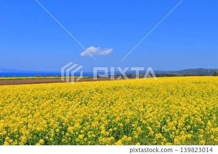 A vast early summer landscape in Yokohama Town, featuring rapeseed fields, Mutsu Bay, and Mount Kamifushi, dotted with windmills. (Aomori Prefecture) 139823014