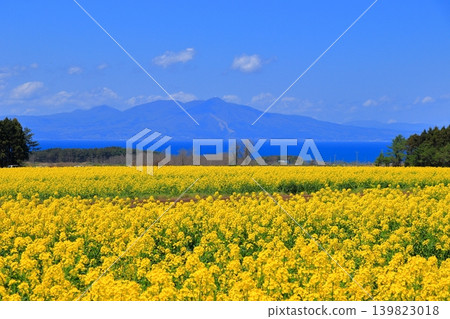 A vast early summer landscape in Yokohama Town, featuring rapeseed fields, Mutsu Bay, and Mount Kamifushi, dotted with windmills. (Aomori Prefecture) A vast early summer landscape in Yokohama Town, featuring rapeseed fields, Mutsu Bay, and Mount Kamifushi, dotted with windmills. (Aomori Prefecture) 139823018