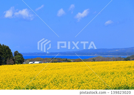 A vast early summer landscape in Yokohama Town, featuring rapeseed fields, Mutsu Bay, and Mount Kamifushi, dotted with windmills. (Aomori Prefecture) 139823020