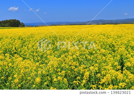 A vast early summer landscape in Yokohama Town, featuring rapeseed fields, Mutsu Bay, and Mount Kamifushi, dotted with windmills. (Aomori Prefecture) A vast early summer landscape in Yokohama Town, featuring rapeseed fields, Mutsu Bay, and Mount Kamifushi, dotted with windmills. (Aomori Prefecture) 139823021