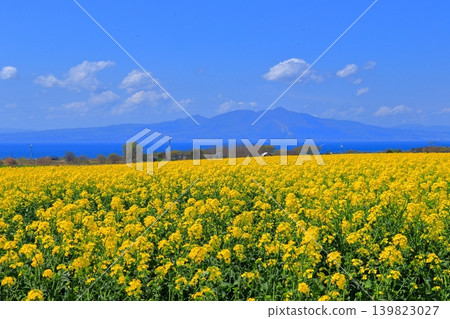 橫濱町初夏時節的廣闊景色,包括油菜花田、陸奧灣和上伏山,山上點綴著風車。 (青森縣) 橫濱町初夏時節的廣闊景色,包括油菜花田、陸奧灣和上伏山,山上點綴著風車。 (青森縣) 139823027