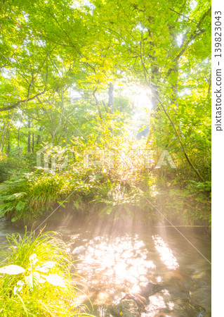 Fresh greenery of the forest, clear streams, and an eco-friendly image (Okudaisen) Fresh greenery of the forest, clear streams, and an eco-friendly image (Okudaisen) 139823043