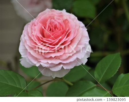 Large rose blossoms in the garden Large rose blossoms in the garden 139823095